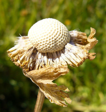 Image of Bigelow's sneezeweed