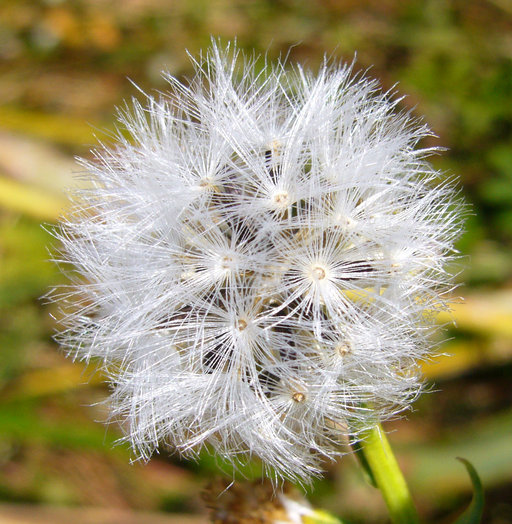 Image of water ragwort