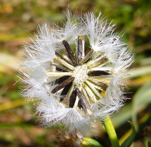 Image of water ragwort