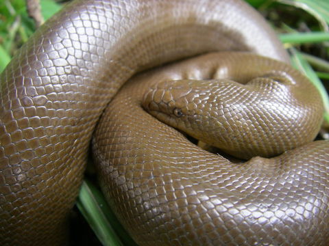 Image of Northern Rubber Boa