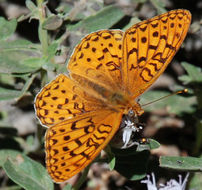 صورة Speyeria hydaspe Boisduval 1869