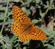 صورة Speyeria hydaspe Boisduval 1869