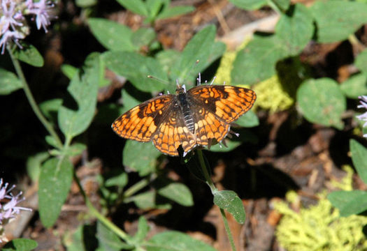 Image of Hoffmann's Checkerspot