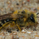 Image of Colletes daviesanus Smith 1846