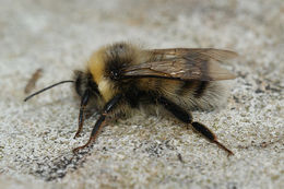 Image of White-tailed bumblebee