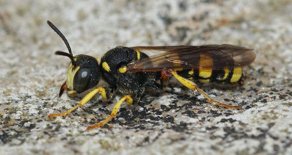 Image of Ornate Tailed Digger Wasp