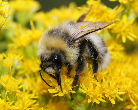 Image of White-tailed bumblebee