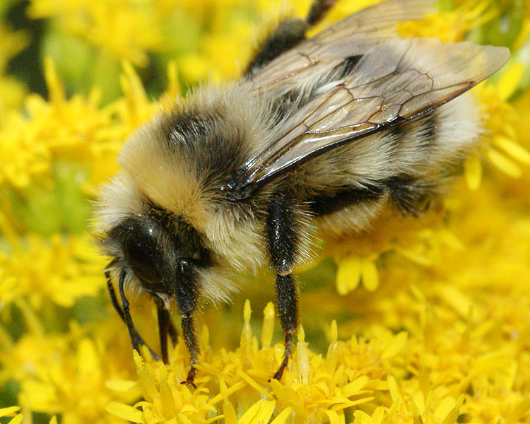 Image of White-tailed bumblebee