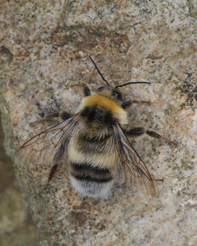 Image of White-tailed bumblebee