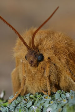 Image of oak eggar