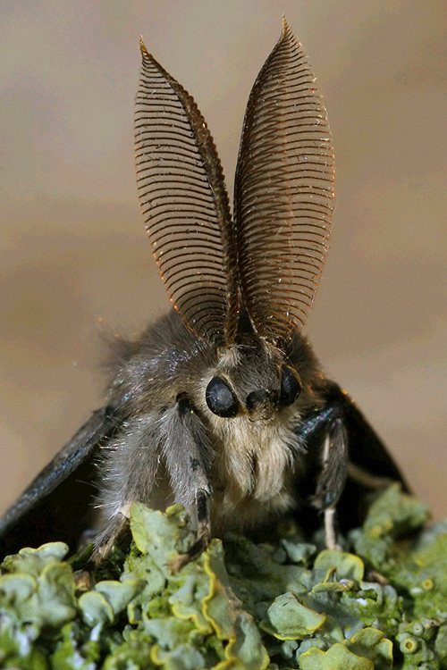 Image of gypsy moth