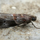 <i>Acrobasis suavella</i> resmi