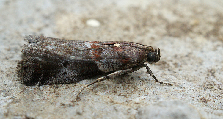 <i>Acrobasis suavella</i> resmi