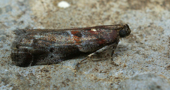 <i>Acrobasis suavella</i> resmi