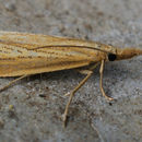 صورة Agriphila