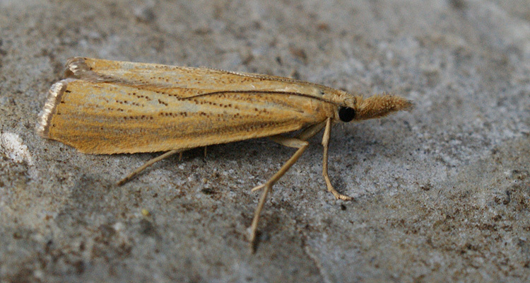 Image de Agriphila straminella