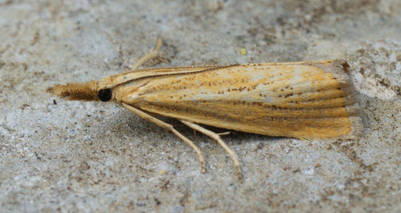 Image de Agriphila straminella