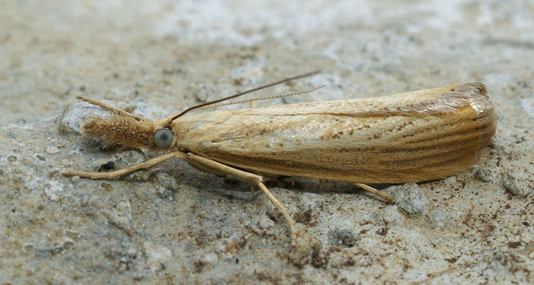 صورة Agriphila straminella