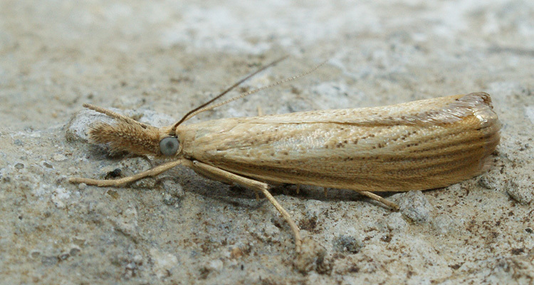 صورة Agriphila straminella