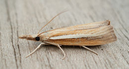 Image of Agriphila selasella Hübner (1810)