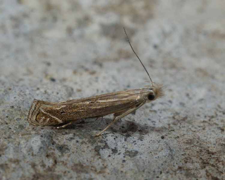 Imagem de Isophrictis striatella