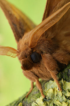 Image of drinker