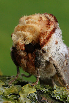 Image of Buff-tip