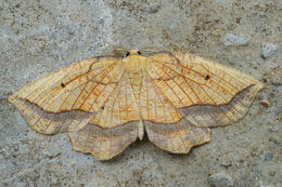Image of bordered beauty