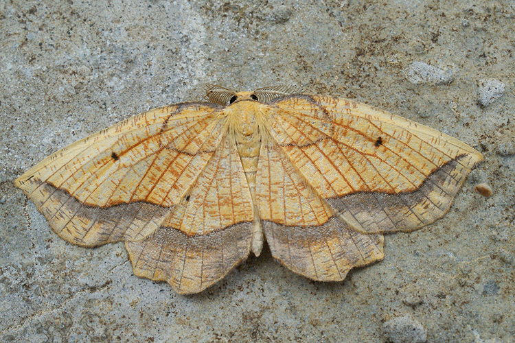 Image of bordered beauty