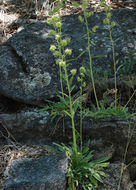 Phacelia heterophylla var. virgata (Greene) R. D. Dorn的圖片