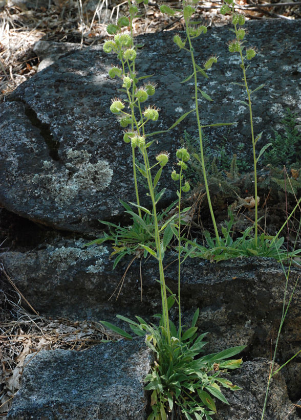 Phacelia heterophylla var. virgata (Greene) R. D. Dorn的圖片