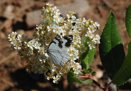 Image of Pine White