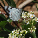 Image of Pine White