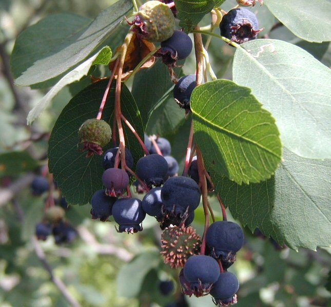 Image of <i>Amelanchier alnifolia</i> var. <i>pumila</i>