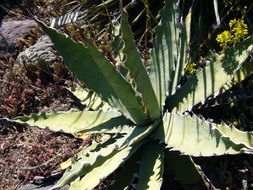 Agave xylonacantha Salm-Dyck resmi