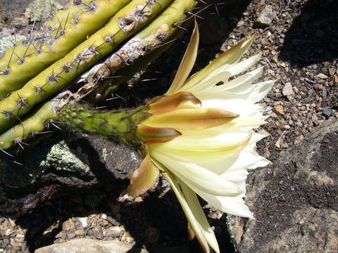 Image of San Pedro macho