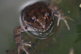 Image of California Red-legged Frog