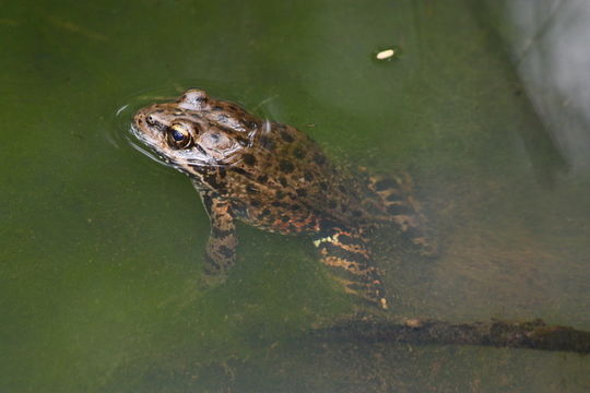 Image of California Red-legged Frog