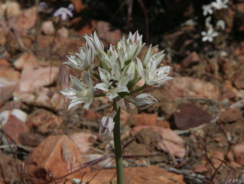 Image of pitted onion