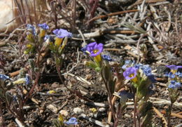 Image of Fremont's phacelia