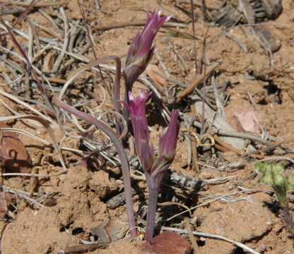 Image of Parish's onion