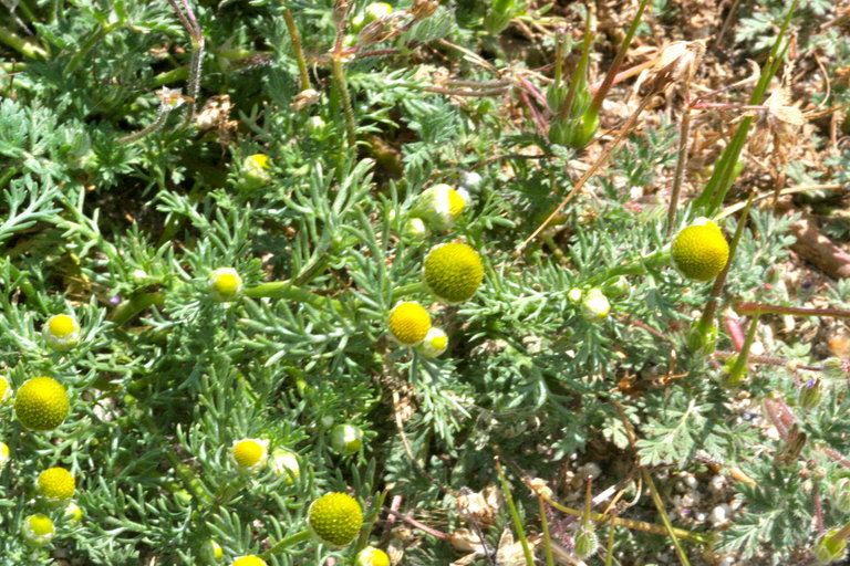 Image of disc mayweed