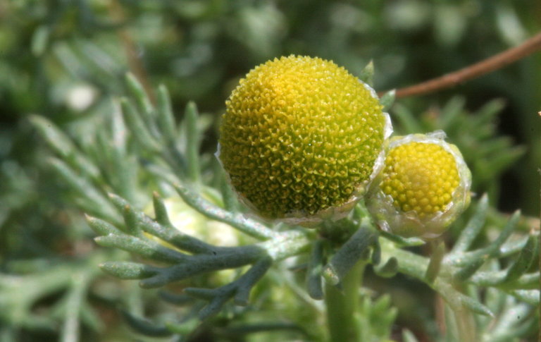 Image of disc mayweed