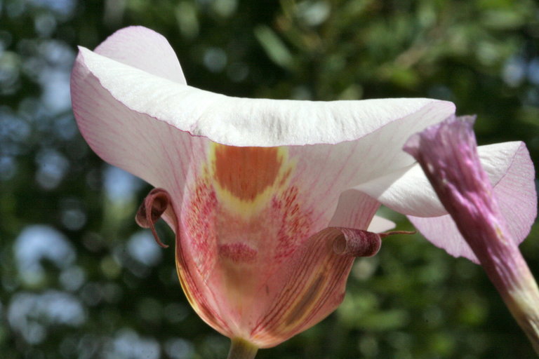 Image de Calochortus venustus Douglas ex Benth.