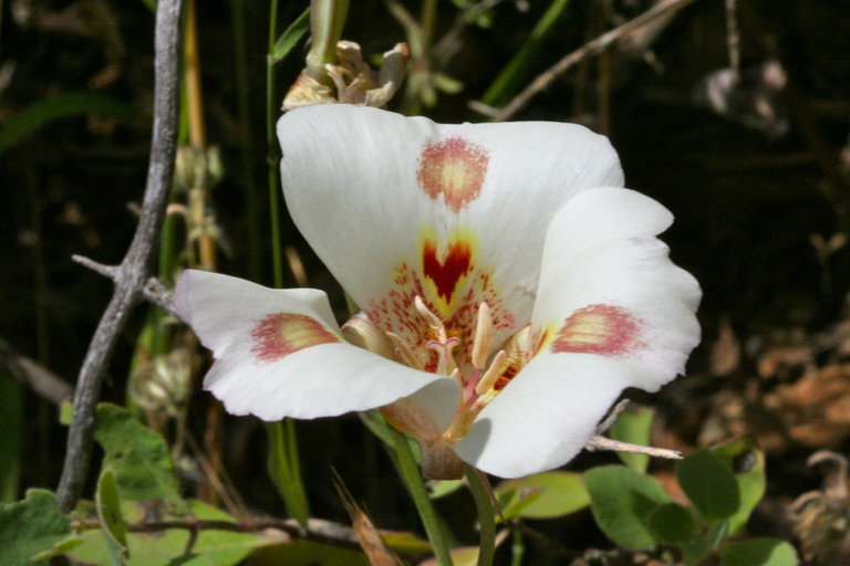 Image de Calochortus venustus Douglas ex Benth.