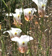 Image de Calochortus venustus Douglas ex Benth.