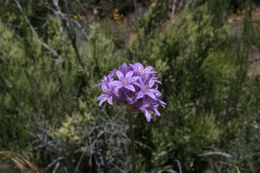 Sivun Dichelostemma multiflorum (Benth.) A. Heller kuva