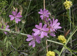 Plancia ëd Clarkia biloba (Dur.) A. Nels. & J. F. Macbr.