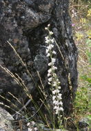 Image of Eldorado larkspur