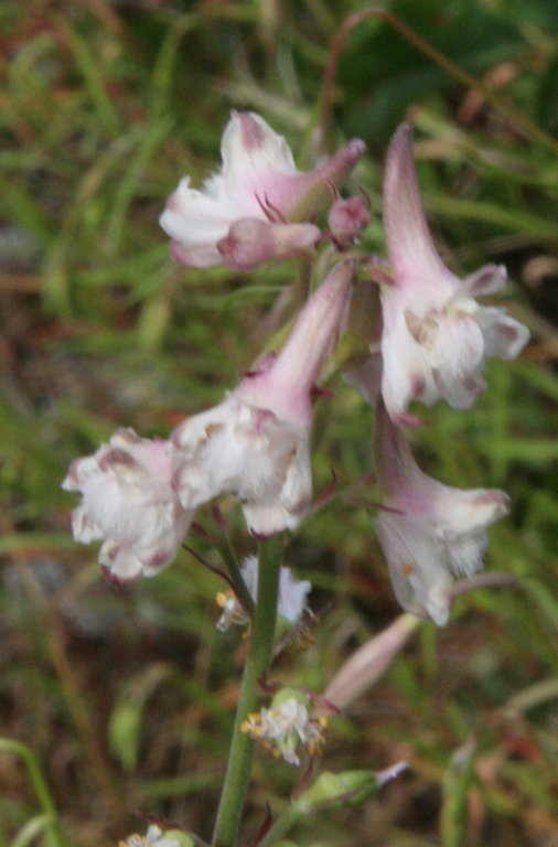 Image of Eldorado larkspur